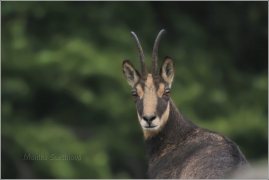 <p>KAMZÍK HORSKÝ (Rupicapra rupicapra) Lužické hory - Studenec, 9/2016 / Chamois / Gämse</p>